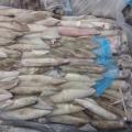 Squid - Loligo Patagonia / Loligo Gahi