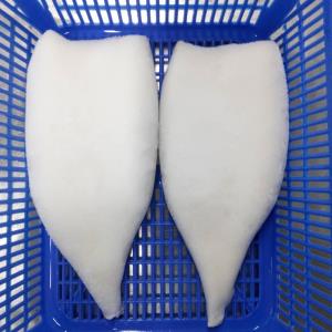 Humboldt Squid - Dosidicus Gigas
