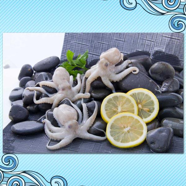 Octopus - Octopus Vulgaris