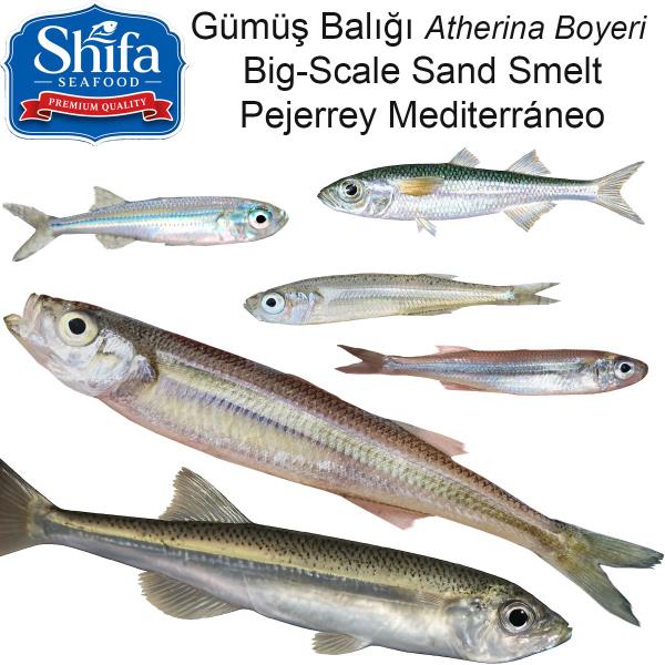PEJERREY ATHERINA BOYERI PEJERREY ATHERINA BOYERI