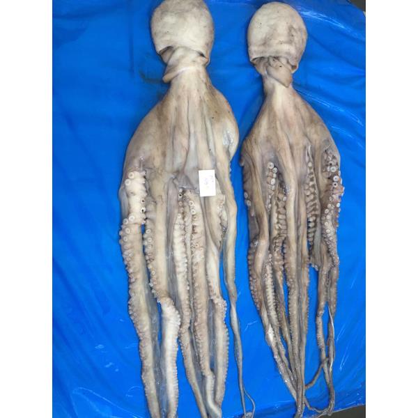 Octopus - Octopus Vulgaris