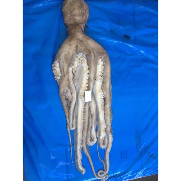Octopus - Octopus Vulgaris